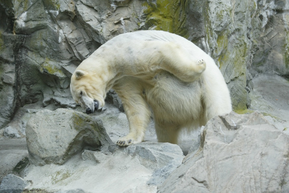 Loading Image