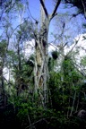 Strangler-Everglades, FL