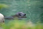 Otter
