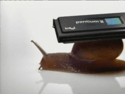 Snail
